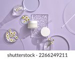 Minimalist purple background with Chamomiles (Matricaria chamomilla) decorated on for Biological experiment presentation. Top view, flat lay