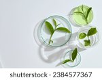 Small photo of Green tea leaves are displayed in petri dishes and beaker. Green tea is an effective remedy for many skin diseases. It can soothe irritation and itching caused by psoriasis, dermatitis.