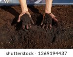 Small photo of Farmer man hands dirty on substratum of urban garden orchard in raised bed