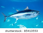Bluefin Tuna Thunnus Thynnus...