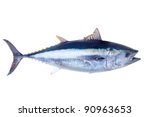 Bluefin Tuna Thunnus Thynnus...