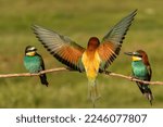 Three European bee-eater, Merops apiaster, sitting on a stick, one is flying in for landing, spreading his wings, in nice warm morning light, Csongrad, Hungary