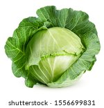 Cabbage Isolated On White...