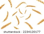 Falling wheat isolated on white ...