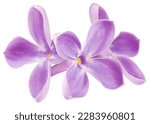 Lilac flower isolated on white...