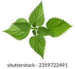Nettle isolated on white background, clipping path, full depth of field