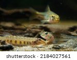 tiny juvenile spined loach on sand bottom with blurred figure of monkey goby and gudgeon, wild caught freshwater fish of Southern Bug river, highly adaptable species, LED low light mood aquadesign