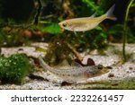 monkey goby, wild caught freshwater fish rest on sand bottom in Southern Bug River biotope aquarium, highly adaptable domesticated invasive pet species, low LED light design, blurred background
