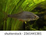 Small photo of captive common roach freshwater fish in planted biotope European temperate river design aquarium, highly adaptable coldwater aquatic plant species, LED low light mood, shallow dof, blurred background