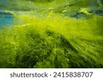 Small photo of ulva green thicket on coquina stone make air bubble, littoral zone underwater snorkel, oxygen rich clear water surface reflection, low salinity Black sea saltwater biotope, torn algae mess, summertime