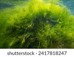 Small photo of ulva green algae on coquina stone make air bubble, torn algal mess, littoral zone underwater snorkel, oxygen rich clear water reflection, low salinity Black sea saltwater biotope, summertime ecology