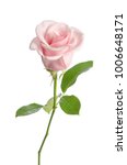 Single Pink Rose Isolated On...