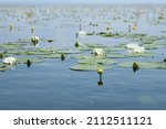 White Lilies And Yellow Water...