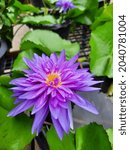 Small photo of Purple lotus beauty of nature unadorned.