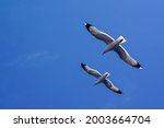 Two Seagulls Flying Over The...