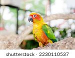 Lovely Beautiful parrot, Sun Conure on a Branch. Soft focus.