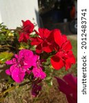 Small photo of Pink and red flower in aleatory garden
