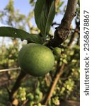 Small photo of Close-up and summer view of a young plum fruit with green leaves in orchard, Australia, Plum hanging on tree branch, green plums growing. Unripe green plum tree branch. Green natural background
