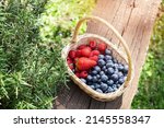 Freshly picked raspberries, strawberries and blueberries in a basket on wooden bench near rosemary plant in spring garden. Blueberry, strawberry and raspberry. Healthy eating,diet concept.