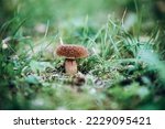 White Oak Mushroom In The Grass....