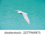 A Seagull Flying Alone On The...