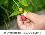 A man's hand plucks a ripe raspberry from a bush. Ripe raspberries. Harvesting raspberries. Raspberries - harvesting from a bush. A hand holds a red raspberry.