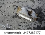 Small photo of Espoo, Finland - April 2020: Used FFP mask thrown to ground. Dirty old mask. Masks are used to prevent disease spreading for example during influenza epidemics and covid pandemic. Closeup color image.