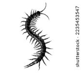 Giant Desert Centipede hand drawing vector isolated on white background.