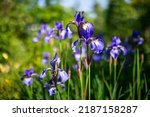 Siberian iris in spring garden. ...