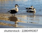 Small photo of Eider ducks next to the water at Seahouses Harbour on the beautiful Northumberland coast