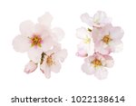 Beautiful almond flowers isolated on white background. Spring pink blossom in different forms. Tender flowers isolated.