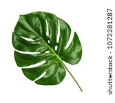 monstera leaf isolated on white ... | Shutterstock . vector #1072281287
