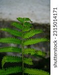 Small photo of Dryopteris, commonly called the wood ferns, male ferns, or buckler ferns, is a fern genus in the family Dryopteridaceae, subfamily Dryopteridaceae