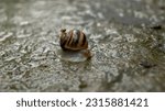 Small photo of A snail on a rainy day. Snail and water around. Close-up of a snail. A snail crawls along the wall. Snails in nature. Nature during the rain