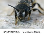 Small photo of Detailed frontal closeup on a female Mediterranean small crenulate armoured resin bee, Heriades crenulatus in the Gard , France