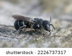 Small photo of Detailed closeup on a female Mediterranean small crenulate armoured resin bee, Heriades crenulatus in the Gard , France