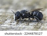 Small photo of Detailed closeup on a Mediterranean small crenulate armoured resin bee, Heriades crenulatus in the Gard , France