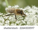 Closeup On A European Honey Bee ...
