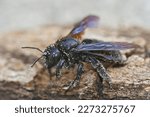 Detailed closeup on a large Mediterranean Carpenter bee, Xylocopa violacea on wood