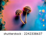 Two dried psilocybin mushrooms on a rainbow-coloured background.	
