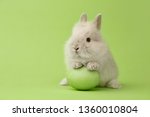 Easter bunny rabbit with green painted egg on green background. Easter holiday concept.