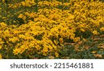 Small photo of Bidens Popstar, a plant with yellow flowers. Flowers for gardens, parks, balconies, terraces