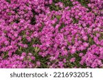 Saponaria Officinalis  Common...