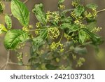 Small photo of Euonymus, spindle or spindle tree, a genus of flowering plants in the staff vine family, Celastraceae