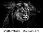 Portrait Of A Lion In Black And ...