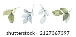set of watercolor green leaves... | Shutterstock .eps vector #2127367397