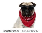 Cool Pug puppy wearing bandana and sunglasses while sitting on white studio background
