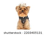 lovely small yorkie dog wearing clothes and standing in studio in front of white background in studio