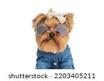 cool yorkshire terrier dog with glasses and bow wearing fashion clothes in front of white background in studio