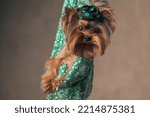 Small photo of beautiful yorkshire terrier puppy with dotty hat posing in the air in a green sack in front of beige background in studio
